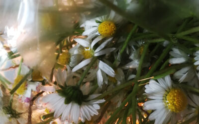 Gänseblümchen – Hydrolat für Katzen & das innere Kind