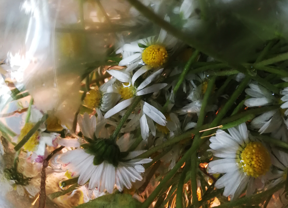 Titelbild: Gänseblümchen im Destillationskolben