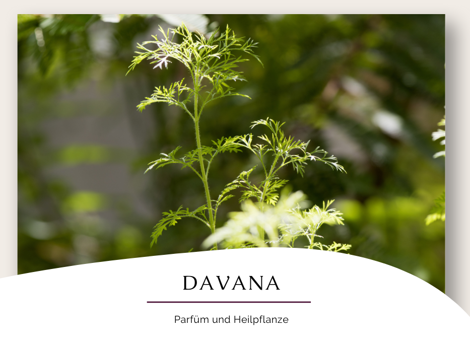 Davana – Parfüm und Heilpflanze