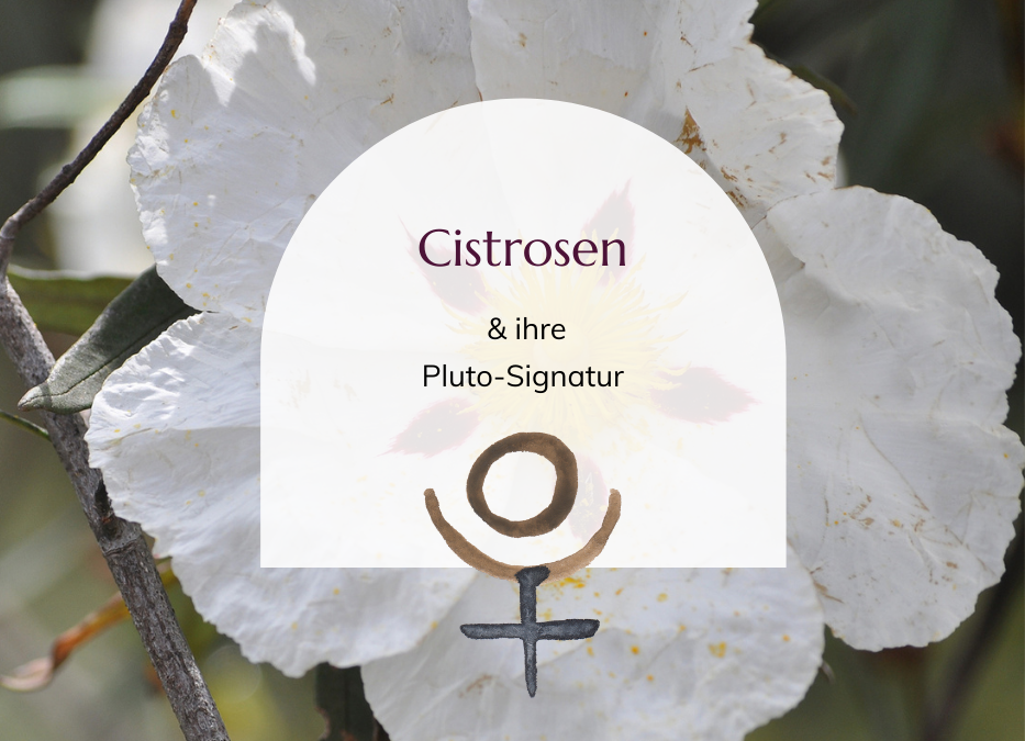 Cistrosen & ihre Pluto-Signatur