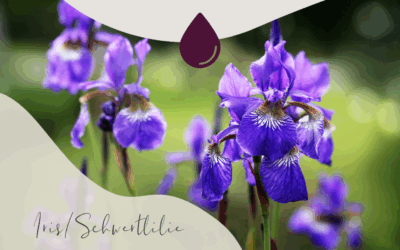 Duftbotschaft: Iris (Iris pallida)