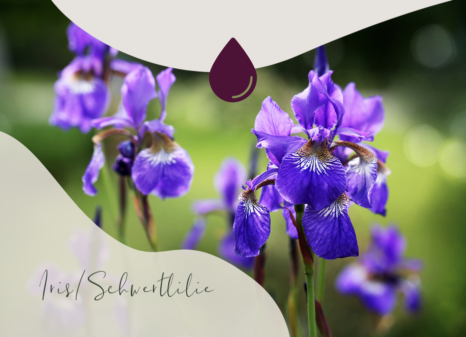 Duftbotschaft: Iris (Iris pallida)