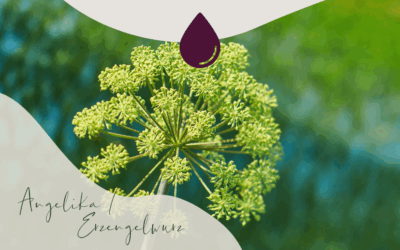 Duftbotschaft: Angelika (Angelica archangelica)