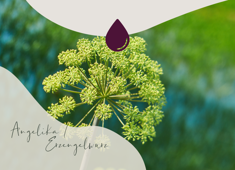 Duftbotschaft: Angelika (Angelica archangelica)