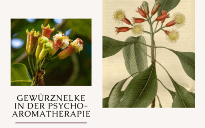 Gewürznelke in der Psycho-Aromatherapie