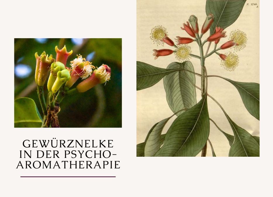 Gewürznelke in der Psycho-Aromatherapie