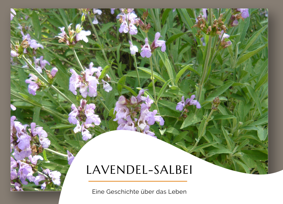 Lavendelsalbei