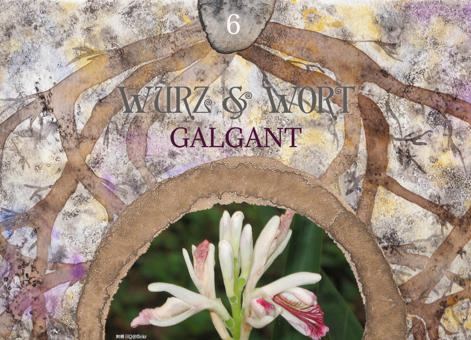 Wurz und Wort: Wirkweisen von Wurzelölen & Galgant in der ganzheitlichen Aromatherapie