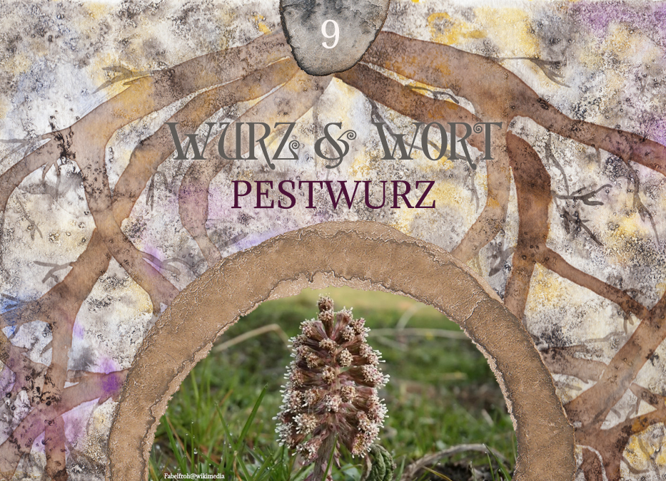 Wurz und Wort: Ahnengeschichte & Pestwurz in der ganzheitlichen Aromatherapie